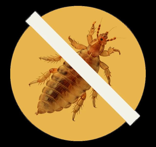 Head louse with a line through it